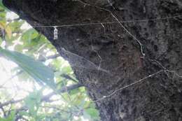 Image of Basilica Orbweaver