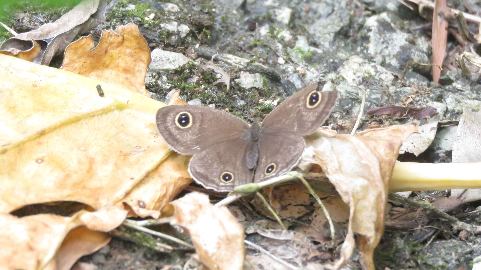 Imagem de Ypthima multistriata Butler 1883