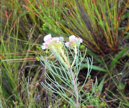 Image of Serruria heterophylla Meissn.