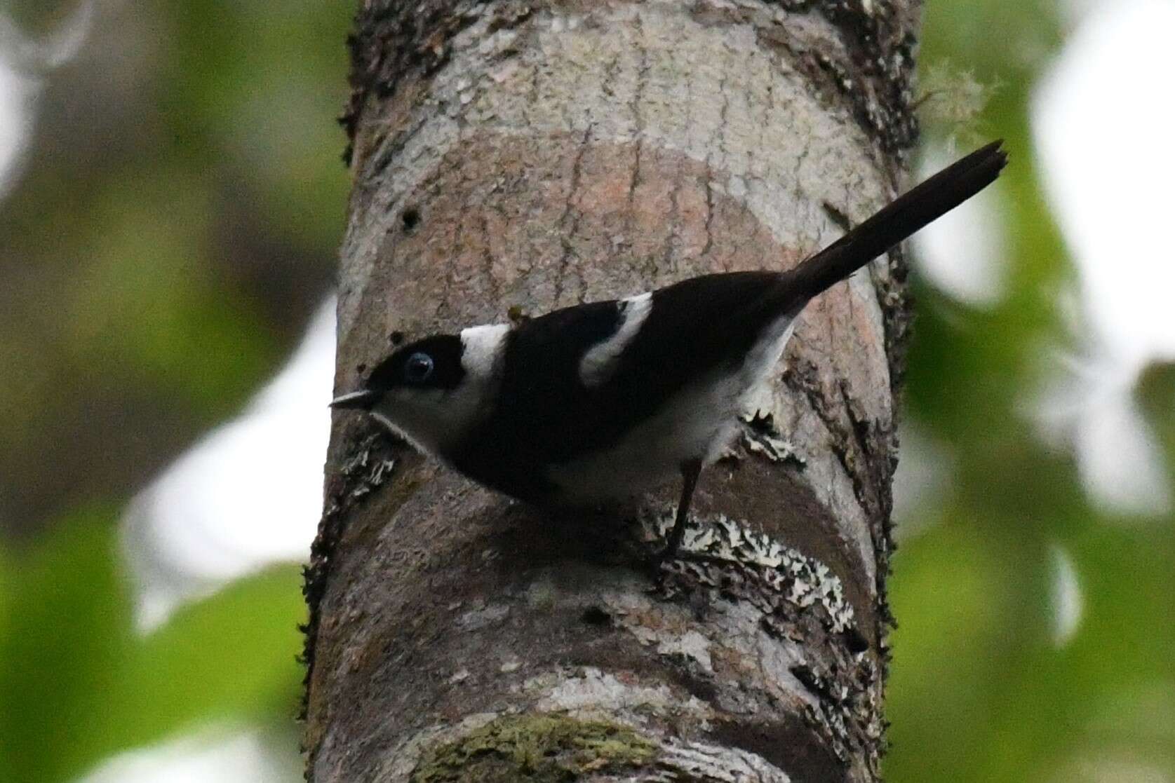 Image of Pied Monarch