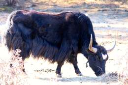 Image of yak