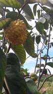 Image of Annona cornifolia A. St.-Hil.