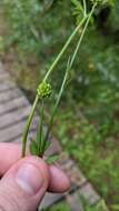 Image of Common Australian Buttercup