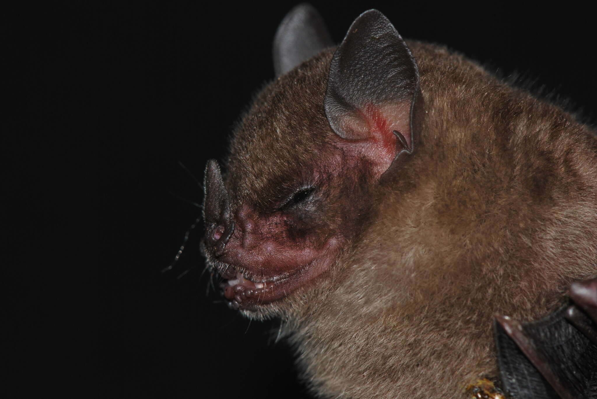 Image of highland yellow-shouldered bat