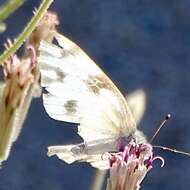 Слика од Pontia beckerii (Edwards 1871)