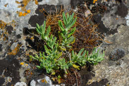 Sivun Teucrium polium L. kuva