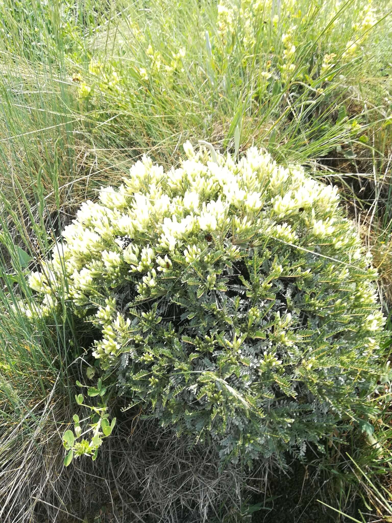 Image of Astragalus angustifolius Lam.