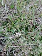 Image of Wurmbea uniflora (R. Br.) T. D. Macfarl.