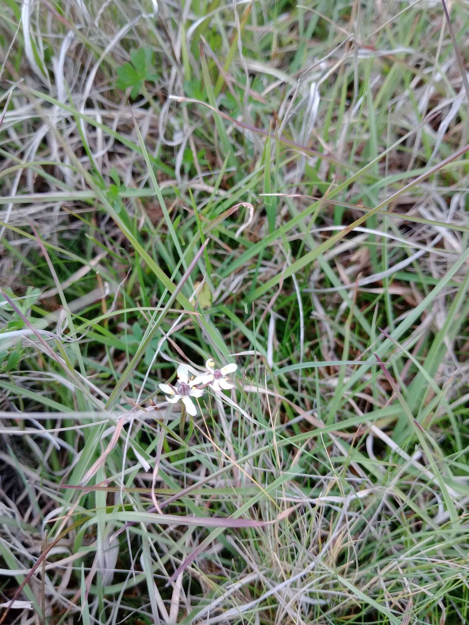 Image of Wurmbea uniflora (R. Br.) T. D. Macfarl.