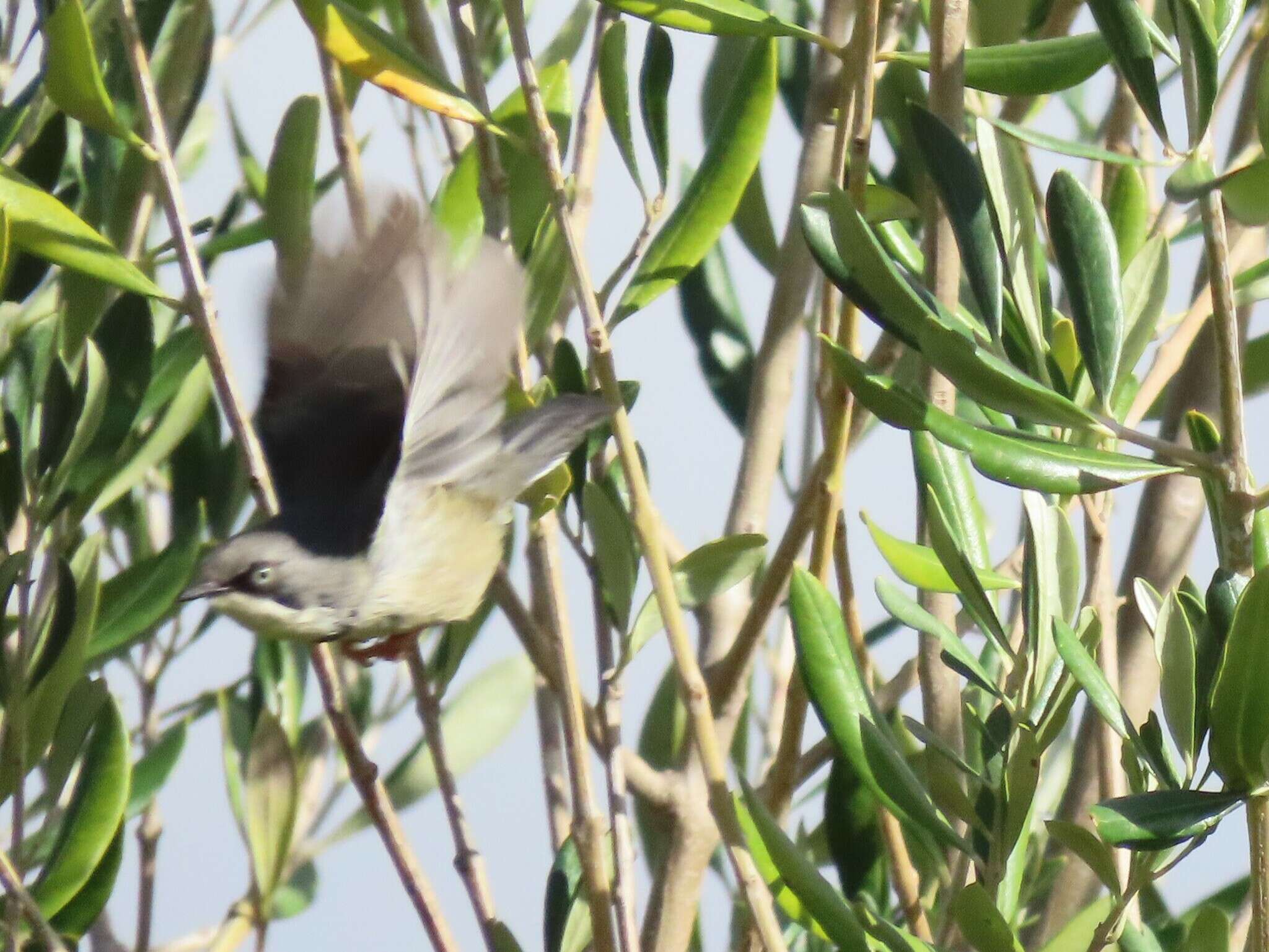 Image of Apalis thoracica capensis Roberts 1936