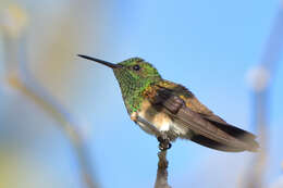 Image of Snowy-bellied Hummingbird