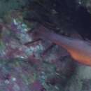 Image of Plain cardinalfish