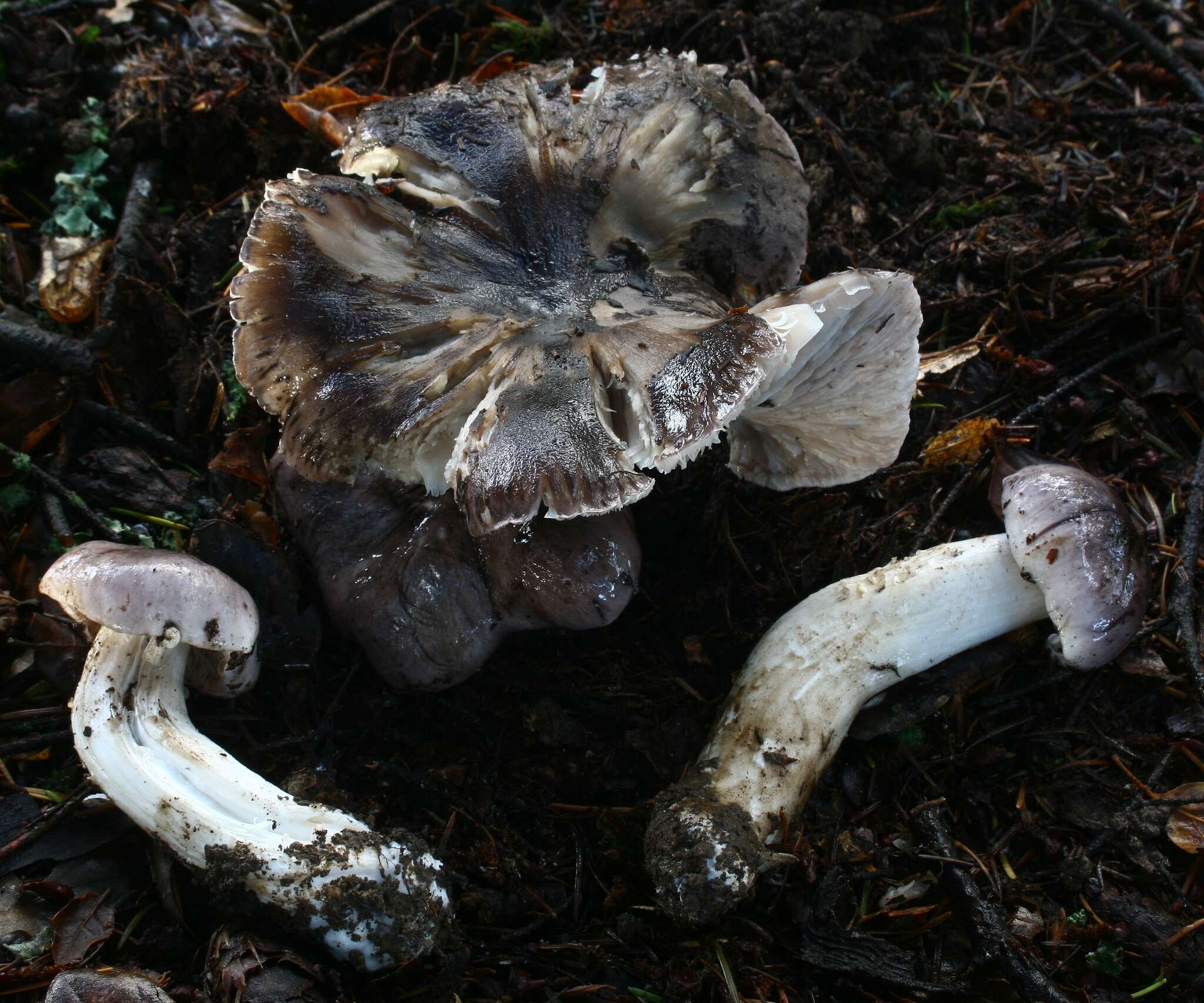 Image of Tricholoma griseoviolaceum Shanks 1996