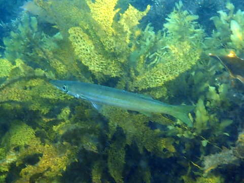 Image of Obtuse barracuda