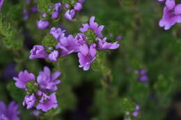 Image of Euphrasia collina subsp. tetragona (R. Br.) W. R. Barker