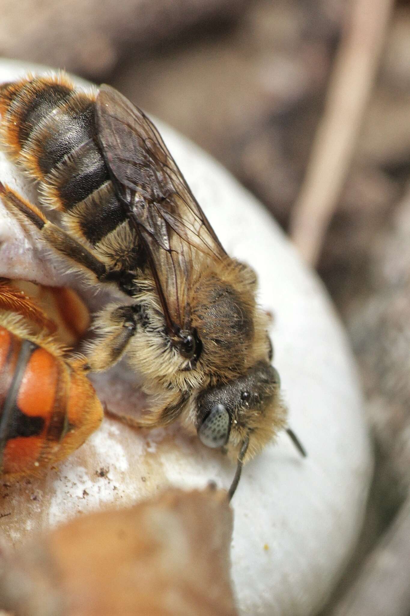 Image of Osmia rufohirta Latreille 1811