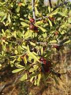 Rhamnus lycioides subsp. graeca (Boiss. & Reuter) Tutin resmi