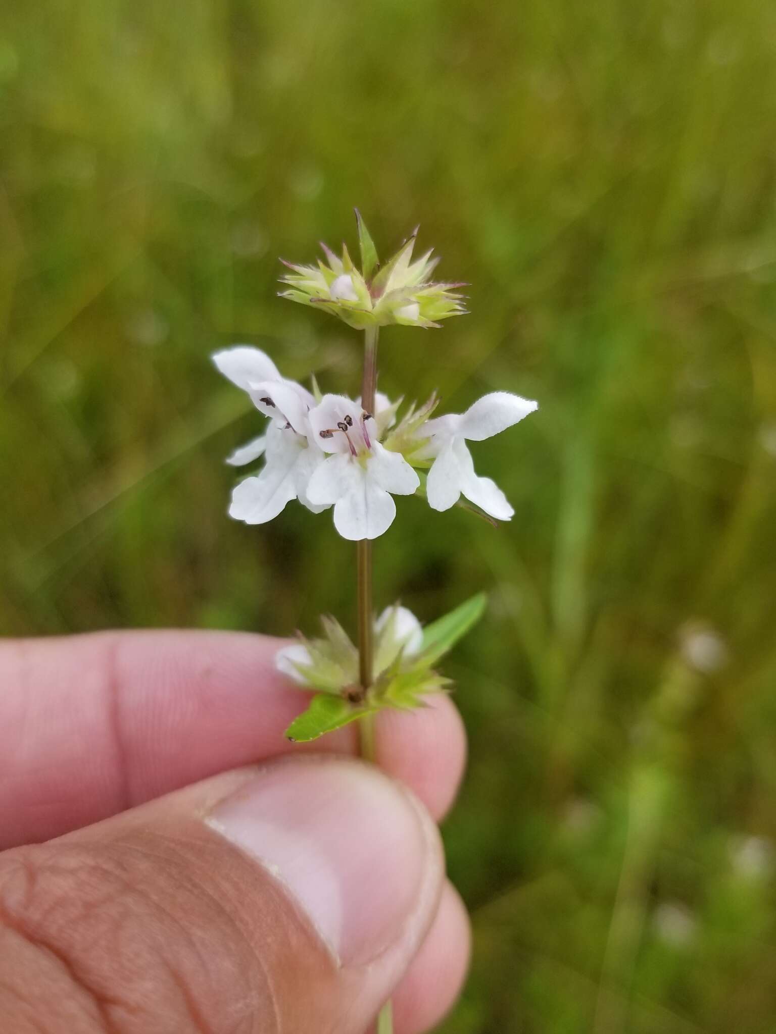 Image of Stachys hyssopifolia subsp. hyssopifolia