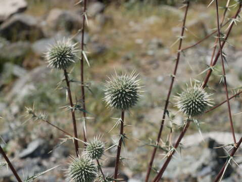 Image of Echinops erinaceus Kit Tan