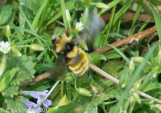 Image of Northern Amber Bumble Bee