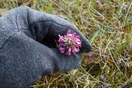 Imagem de Pedicularis sudetica subsp. albolabiata Hulten