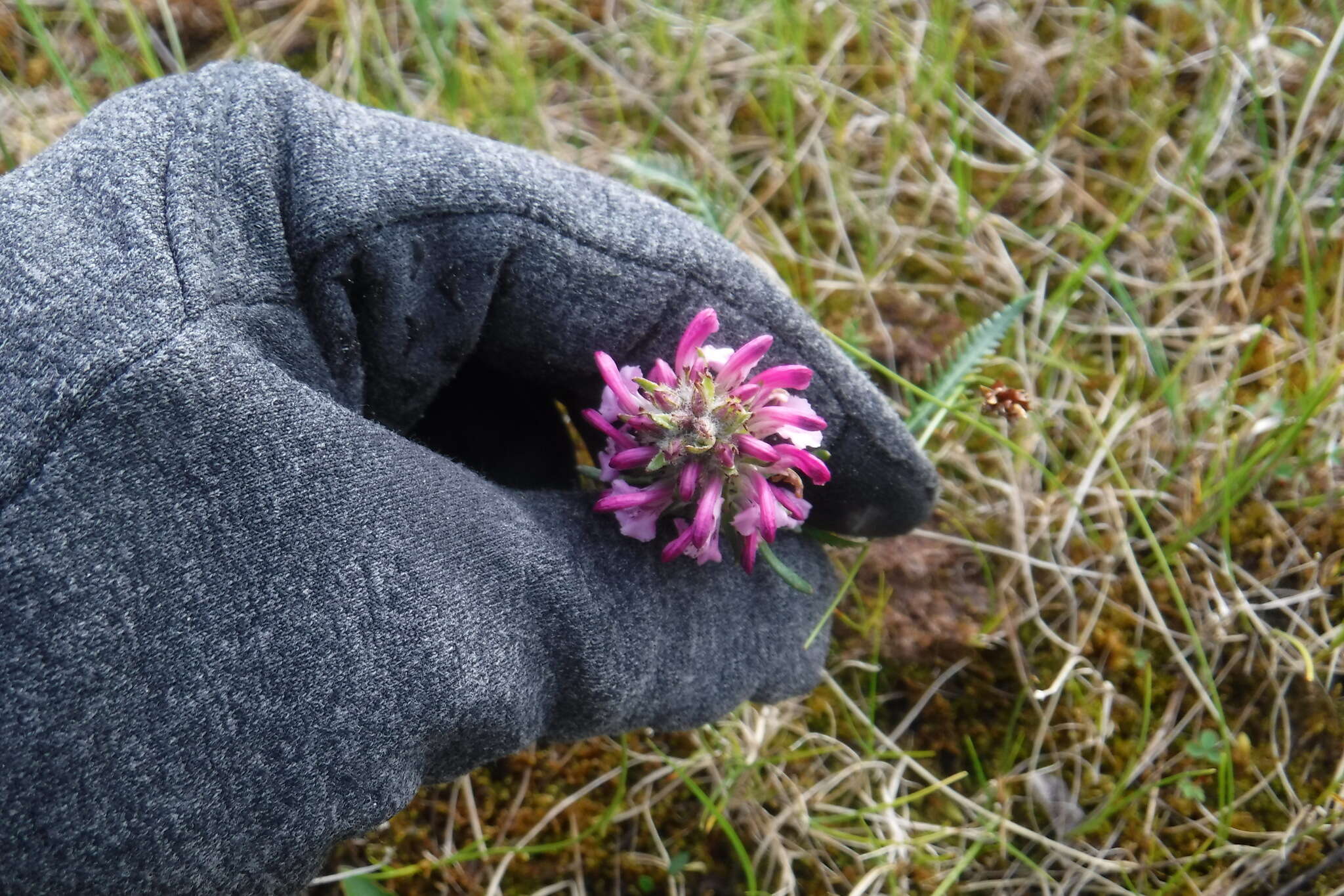 Imagem de Pedicularis sudetica subsp. albolabiata Hulten