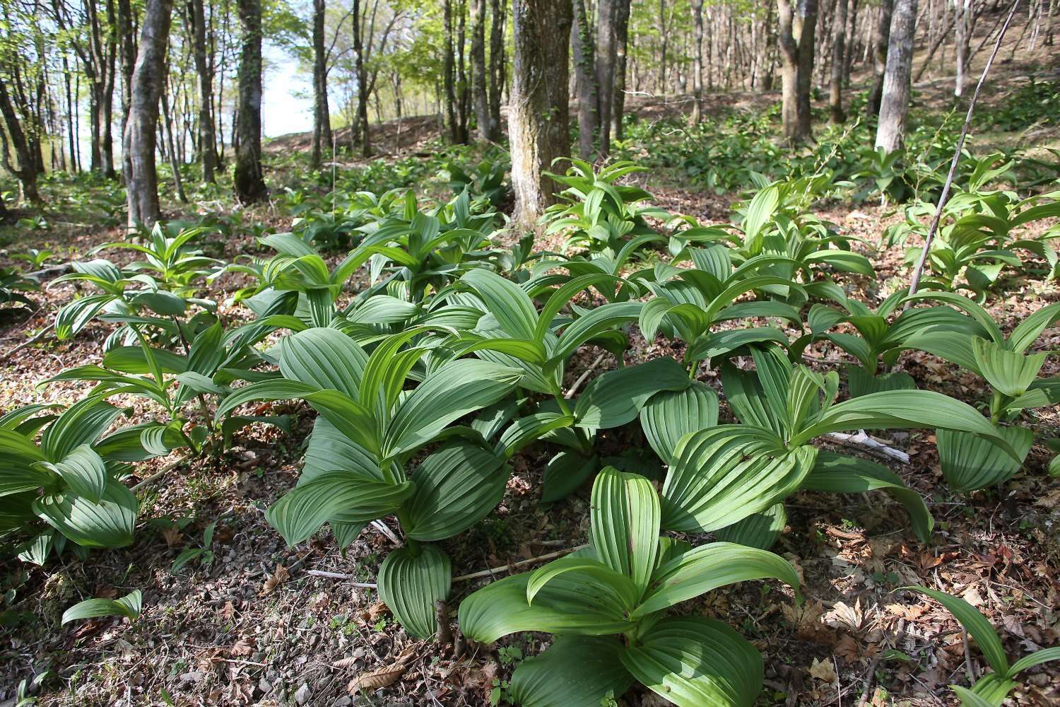 Image of white false hellebore