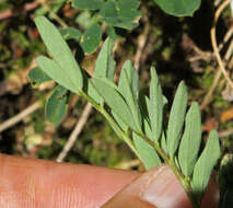 Astragalus robbinsii var. minor (Hook.) Barneby的圖片