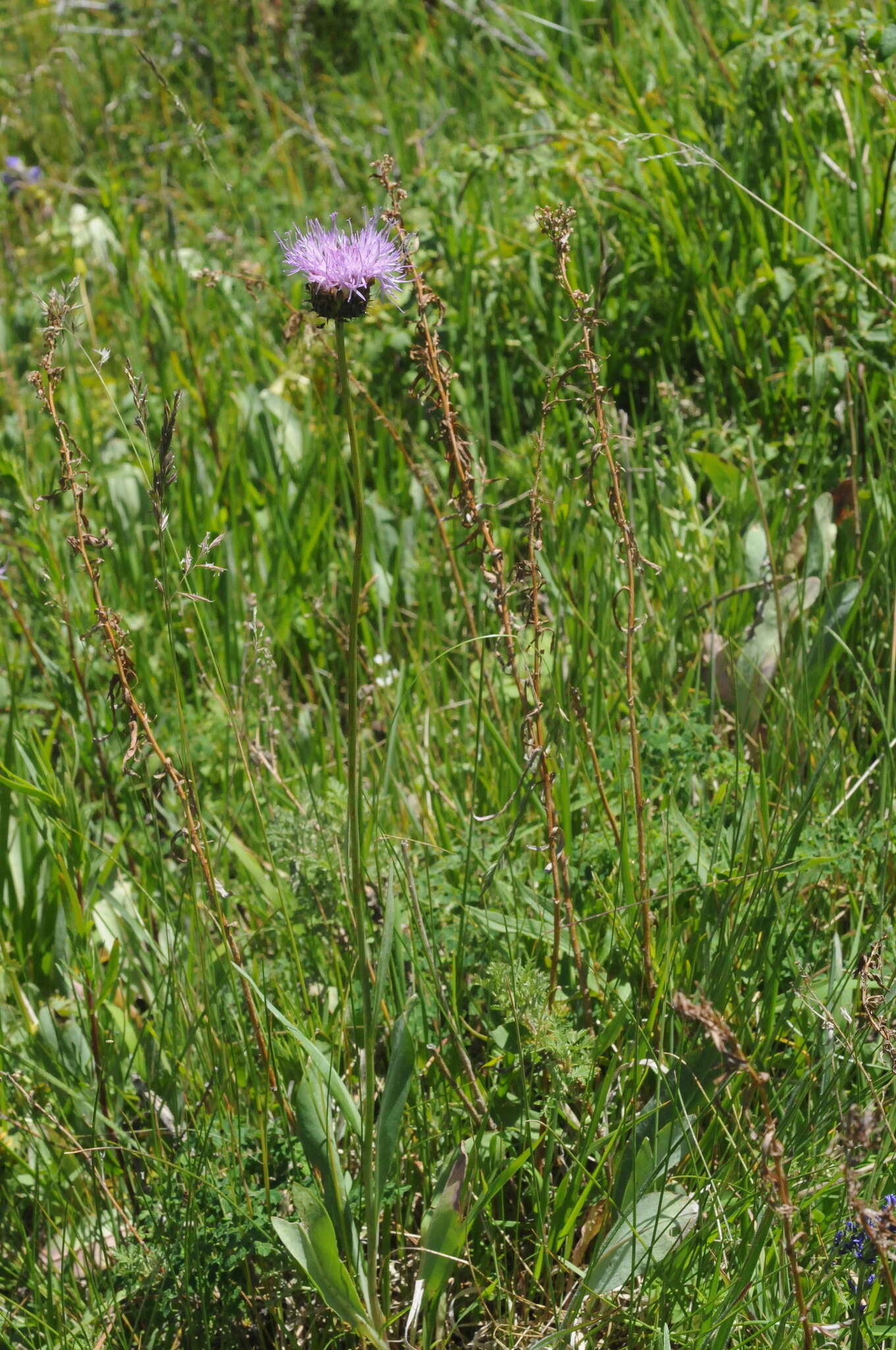 Image of Klasea marginata (Tausch) Kitag.