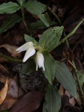 Image of Goodyera henryi Rolfe