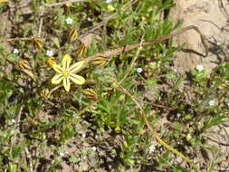 Sivun Triteleia ixioides subsp. anilina (Greene) L. W. Lenz kuva