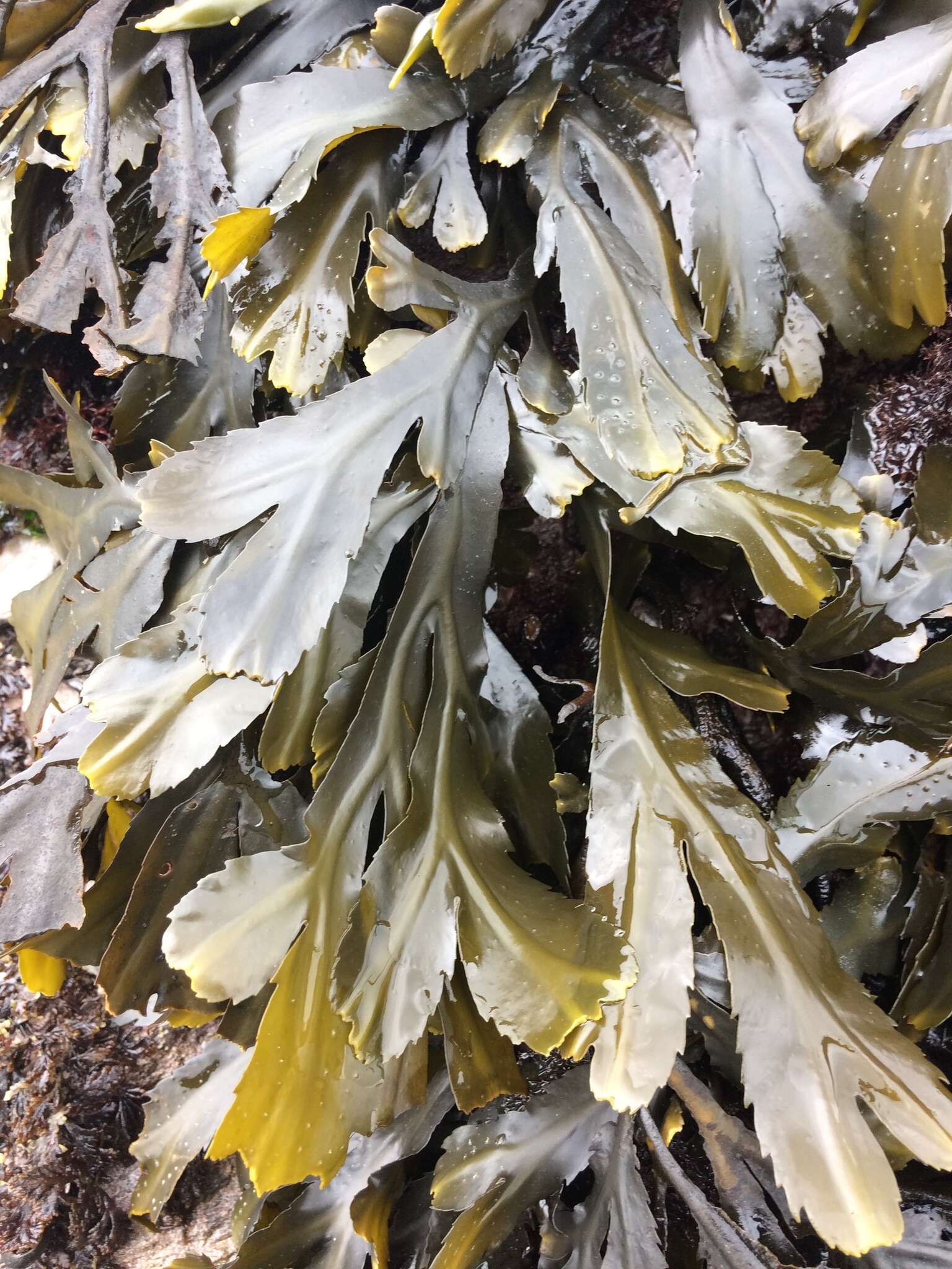 Image of toothed wrack