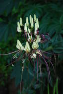 Image of Andinocleome magnifica (Briq.) Iltis & Cochrane