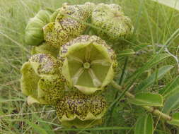 Image of Pachycarpus grandiflorus subsp. grandiflorus