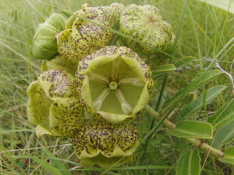 Image of Pachycarpus grandiflorus subsp. grandiflorus