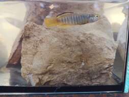 Image of Mediterranean Killifish