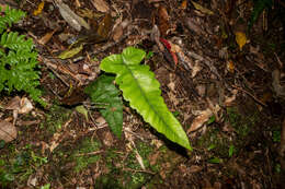 Image of Stegnogramma wilfordii (Hook.) Seriz.