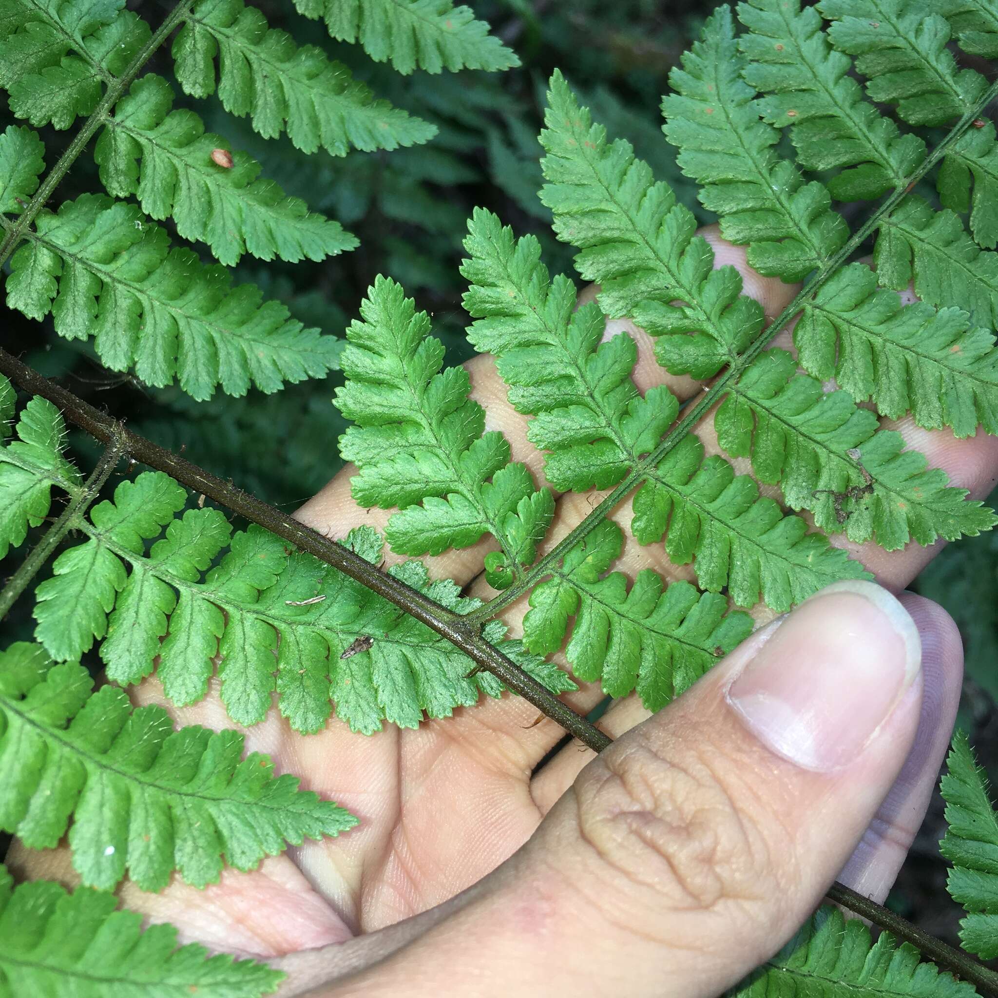 Sivun Dryopteris hendersonii (Bedd.) C. Chr. kuva