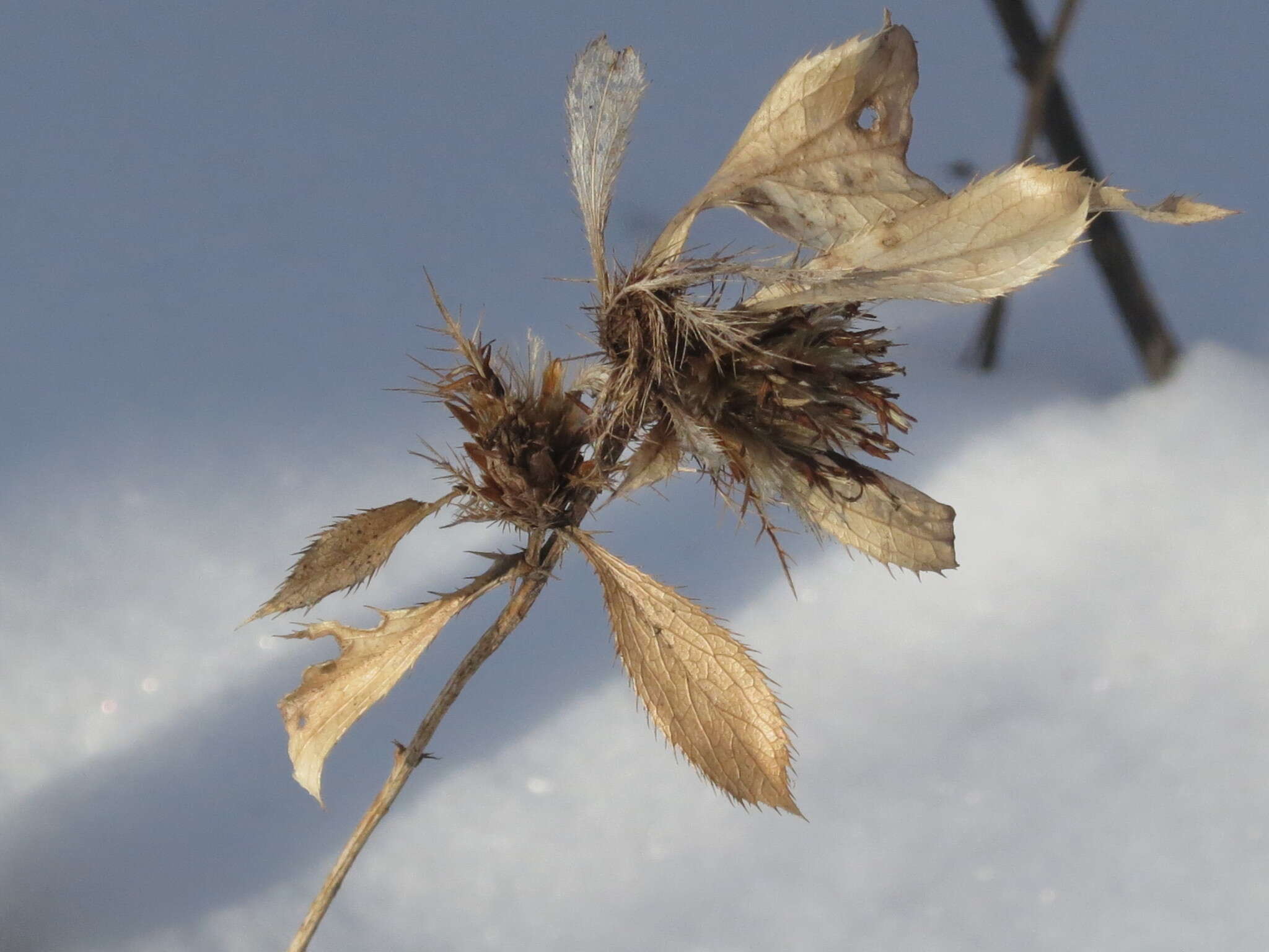 Image of Atractylodes lancea (Thunb.) DC.