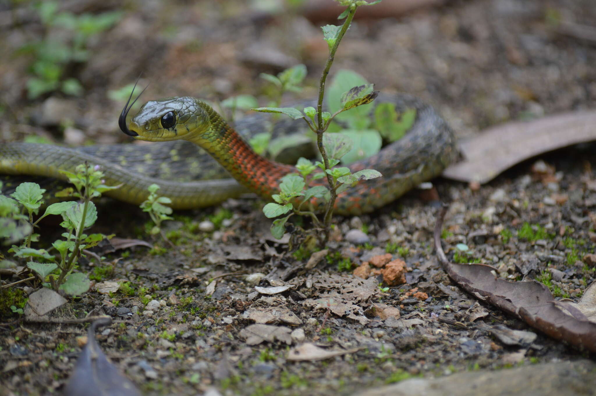 Image of Rhabdophis helleri (Schmidt 1925)