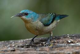 Image of Black-legged Dacnis