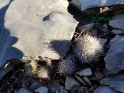 Image of junior Tom Thumb cactus