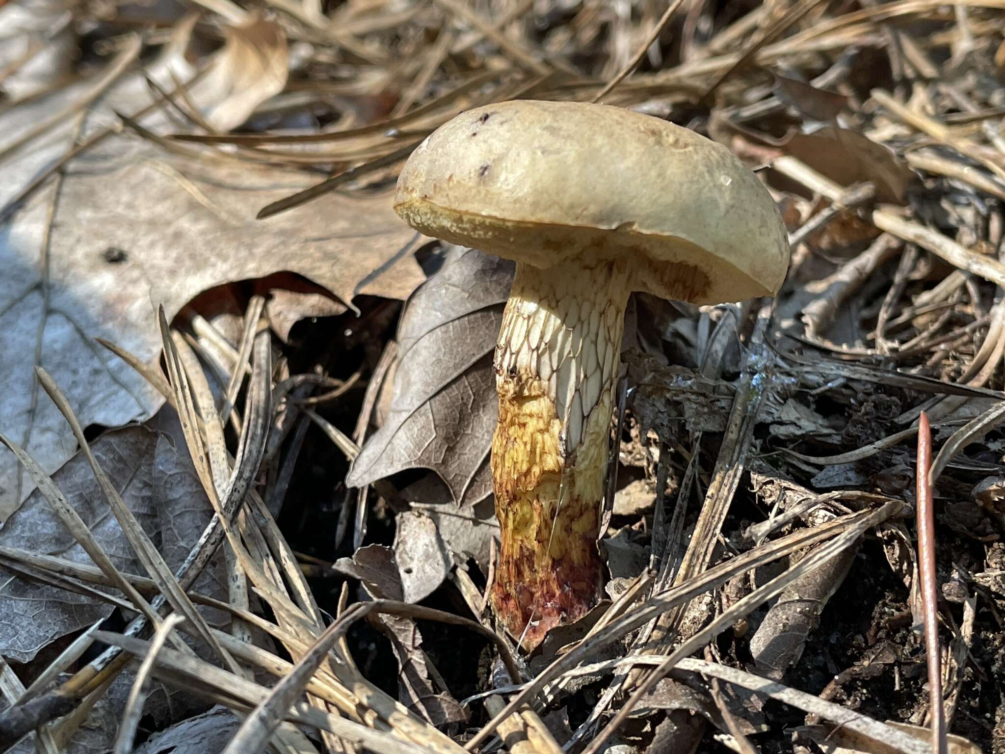 Image of Retiboletus vinaceipes B. Ortiz, Lodge & T. J. Baroni 2007