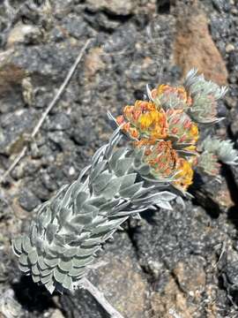 Image of <i>Acmispon argophyllus</i> var. <i>adsurgens</i>