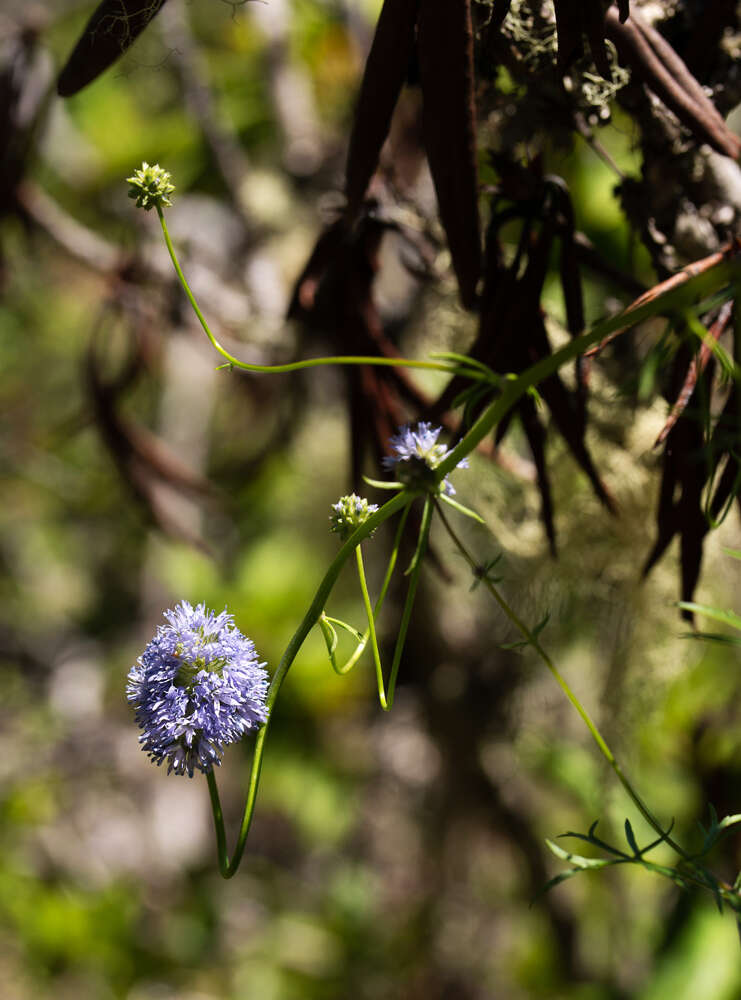 Image of bluehead gilia