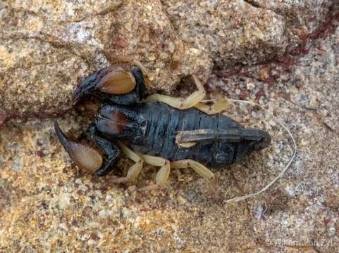 Image of Burrowing Scorpion