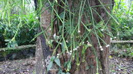 Image of Mistletoe Cactus