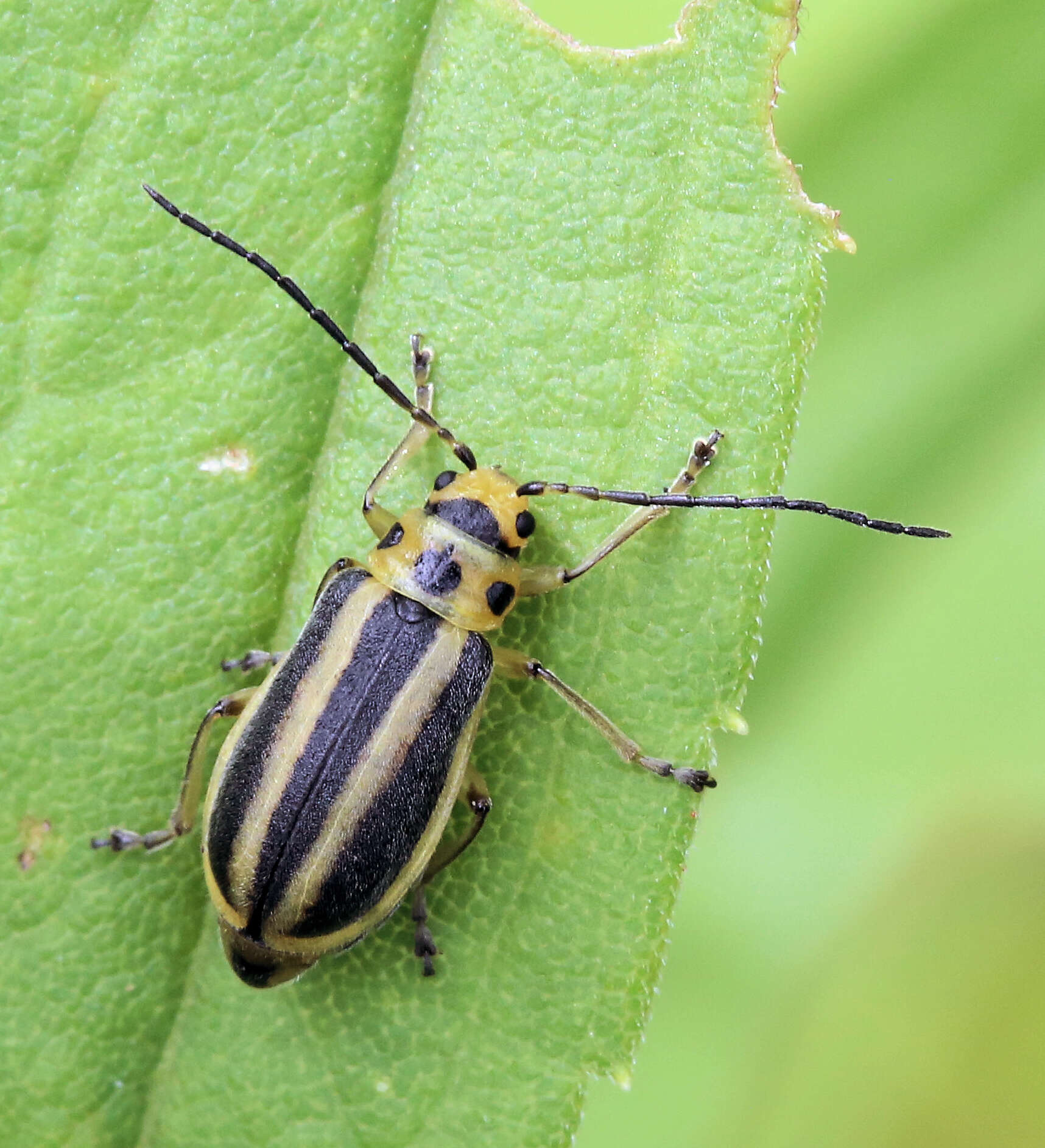 Trirhabda borealis Blake 1931 resmi