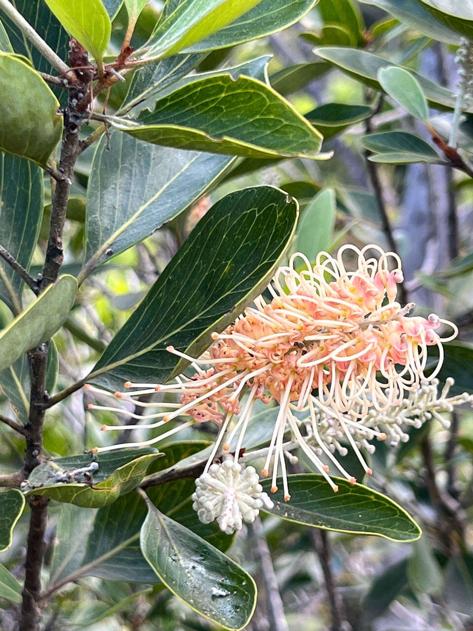 Image of Grevillea gillivrayi Hook.