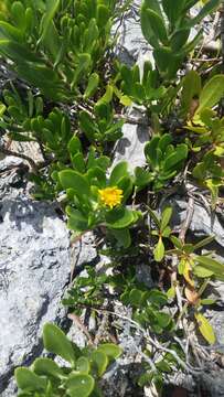 Image of Tree Oxeye